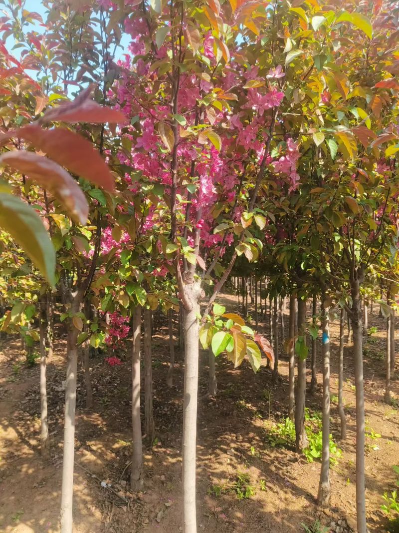 绿化苗木绚丽海棠！基地批发！适合庭院花园小区绿化带