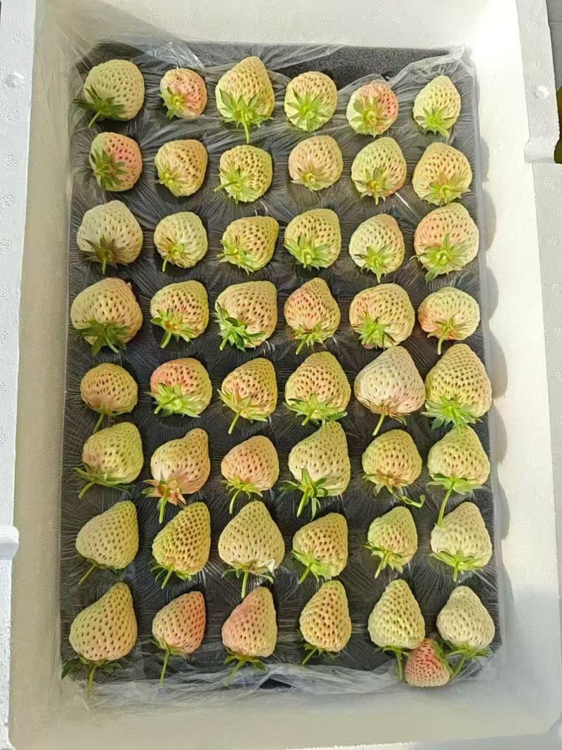 奶油草莓