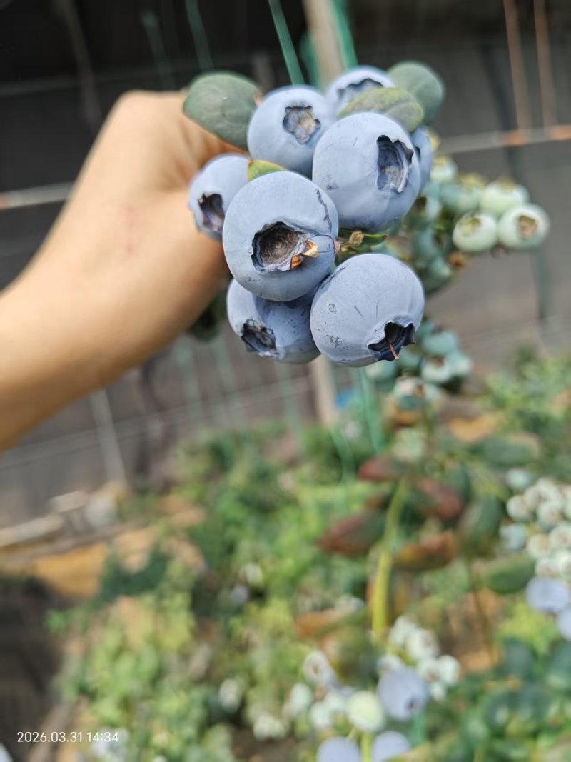 蓝莓