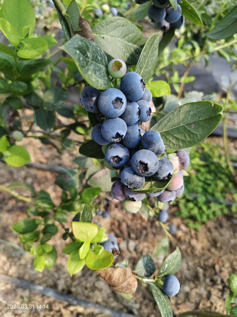 蓝莓
