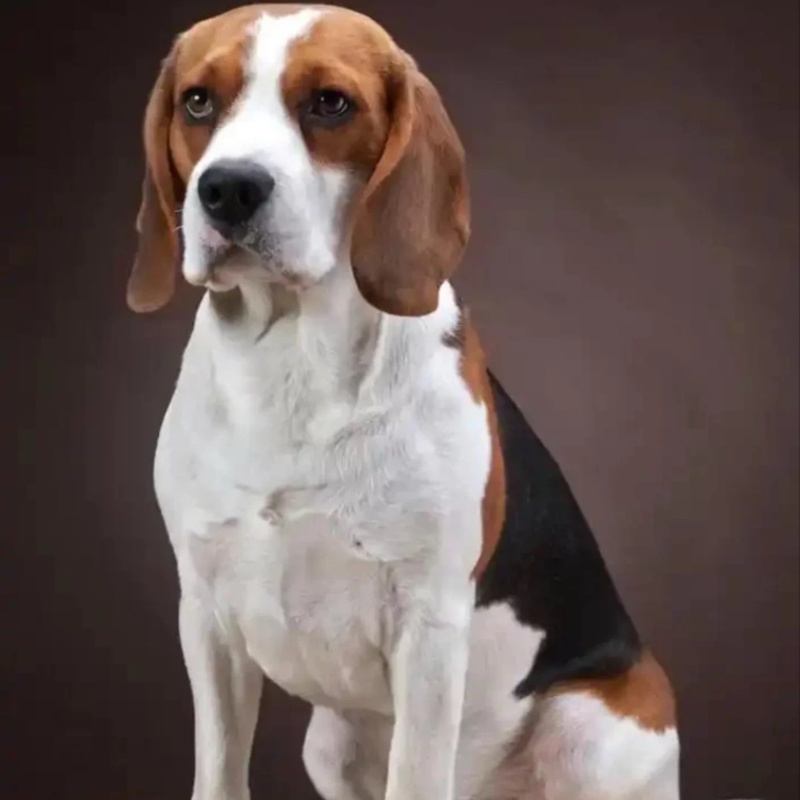 比格犬