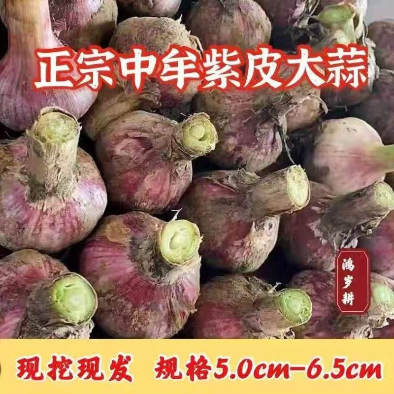河南紫皮大蒜鲜蒜对接全国价格美丽质量好欢迎选购量大从优