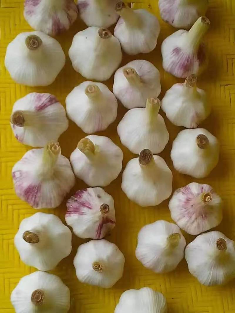 河南紫皮大蒜鲜蒜对接全国价格美丽质量好欢迎选购量大从优