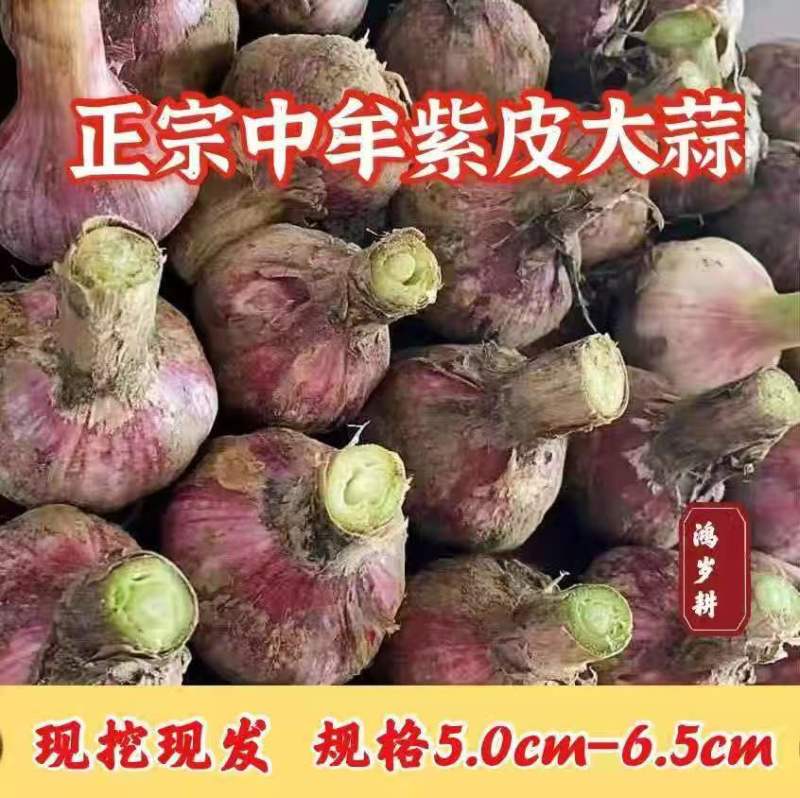 河南紫皮大蒜鲜蒜对接全国价格美丽质量好欢迎选购量大从优