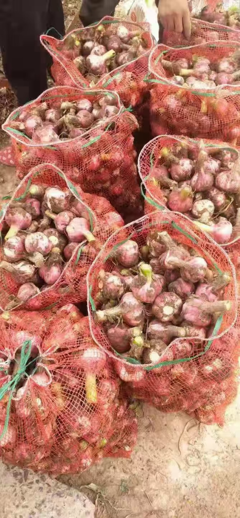 河南紫皮大蒜鲜蒜对接全国价格美丽质量好欢迎选购量大从优