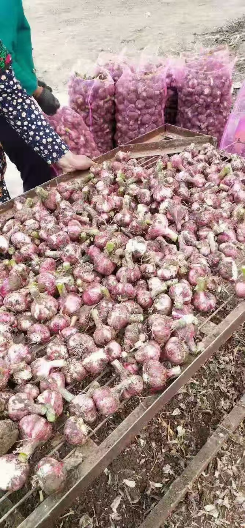 河南紫皮大蒜鲜蒜对接全国价格美丽质量好欢迎选购量大从优