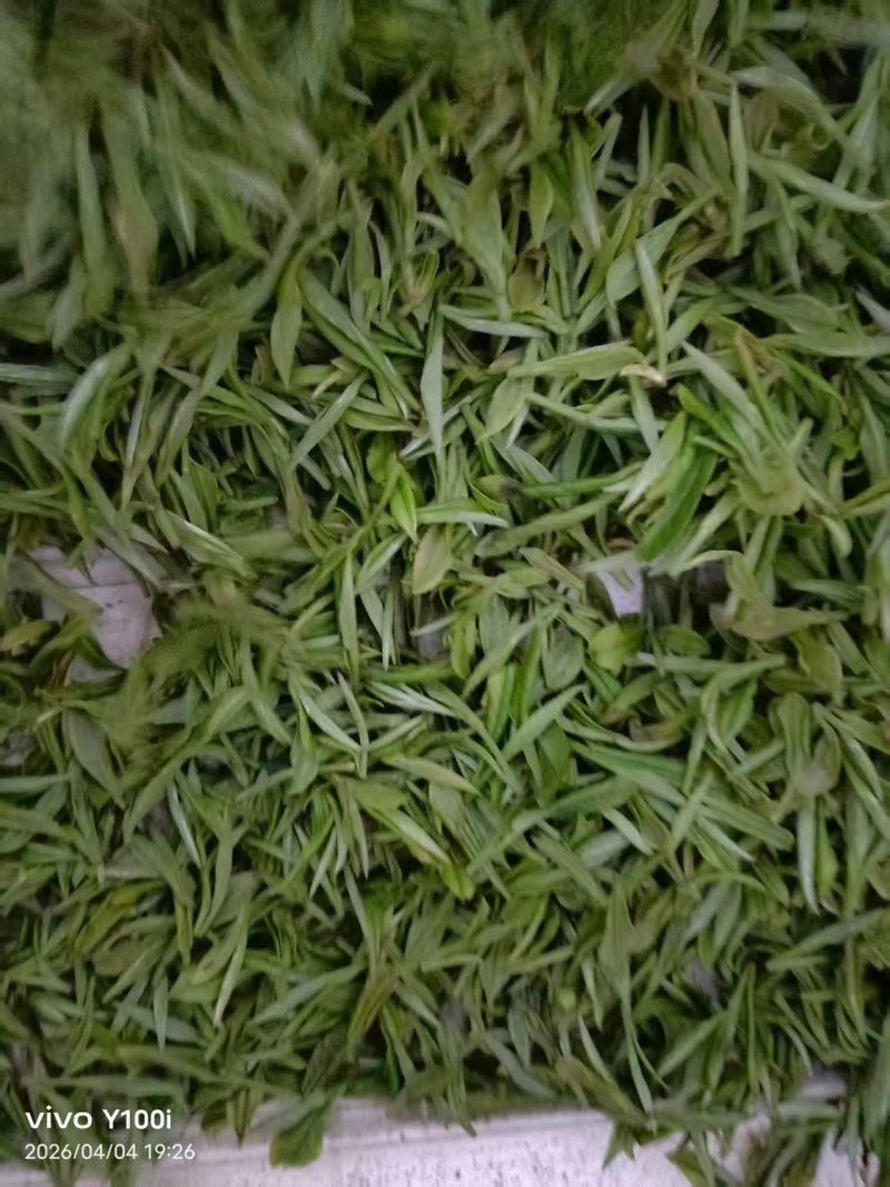茶叶高山云雾新枝茶叶色泽好口感佳价格便宜欢迎老板联系