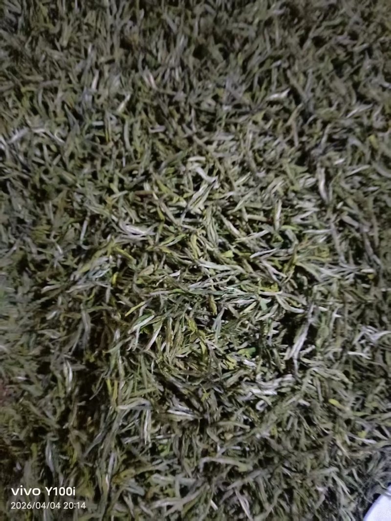 茶叶高山云雾新枝茶叶色泽好口感佳价格便宜欢迎老板联系