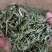茶叶高山云雾新枝茶叶色泽好口感佳价格便宜欢迎老板联系