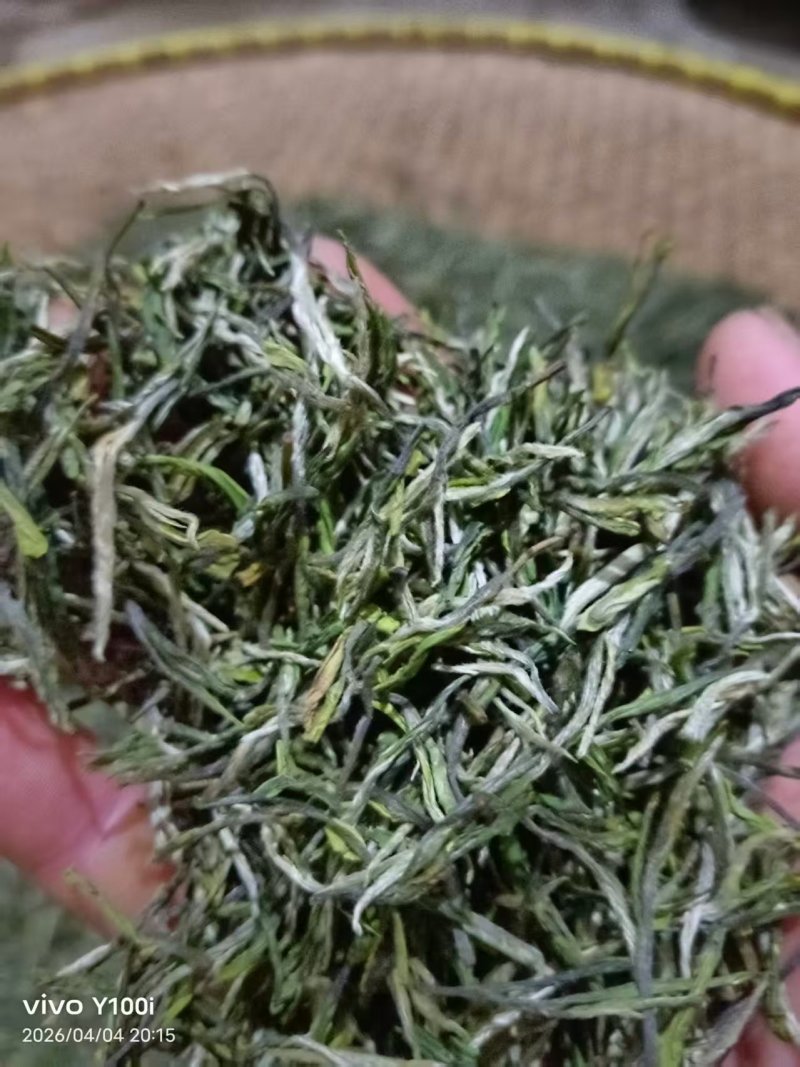 茶叶高山云雾新枝茶叶色泽好口感佳价格便宜欢迎老板联系