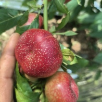 纽扣蟠桃