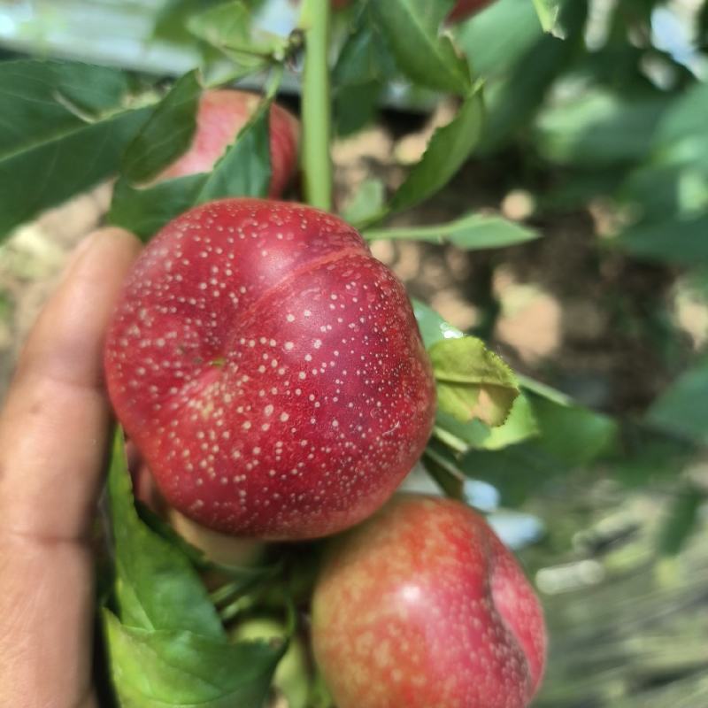 纽扣蟠桃