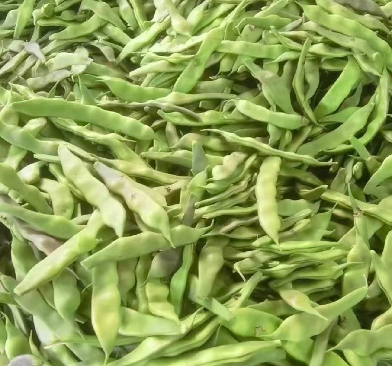 一点红油豆紫花豆货源充足量大从优品质保证欢迎联系