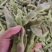 一点红油豆紫花豆货源充足量大从优品质保证欢迎联系
