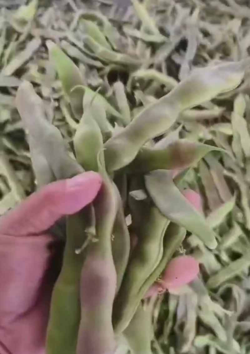 一点红油豆紫花豆货源充足量大从优品质保证欢迎联系