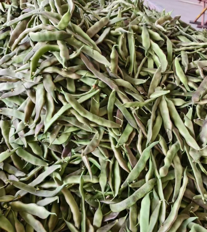 一点红油豆紫花豆货源充足量大从优品质保证欢迎联系