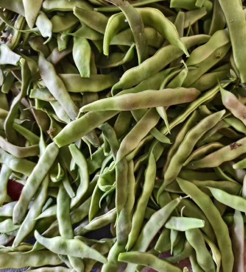 一点红油豆紫花豆货源充足量大从优品质保证欢迎联系