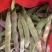 一点红油豆紫花豆货源充足量大从优品质保证欢迎联系