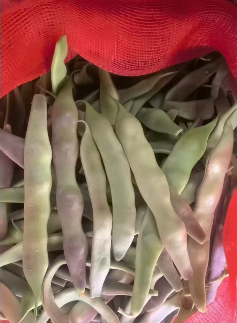 一点红油豆紫花豆货源充足量大从优品质保证欢迎联系