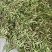 一点红油豆紫花豆货源充足量大从优品质保证欢迎联系
