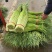 菏泽单县精品蒜薹白帽蒜薹基地直供量大从优欢迎联系
