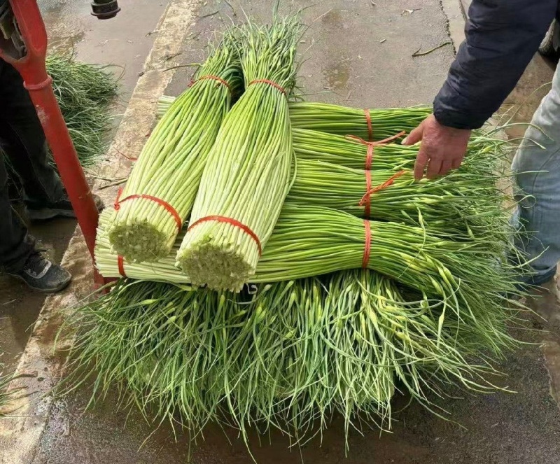菏泽单县精品蒜薹白帽蒜薹基地直供量大从优欢迎联系