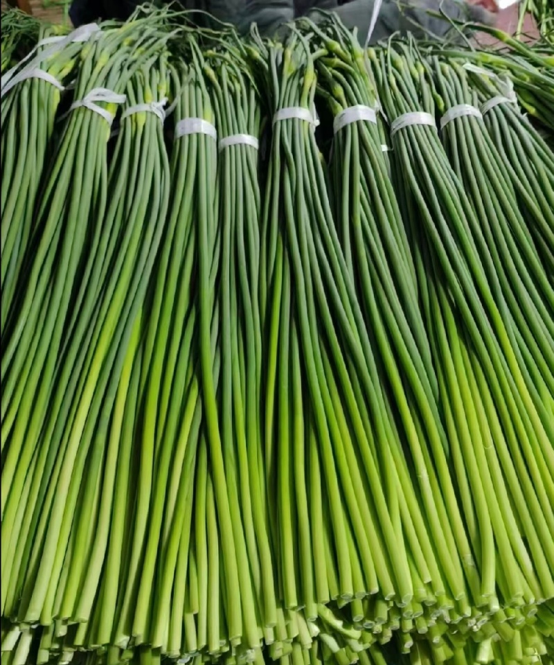 菏泽单县精品蒜薹白帽蒜薹基地直供量大从优欢迎联系
