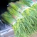 菏泽单县精品蒜薹白帽蒜薹基地直供量大从优欢迎联系
