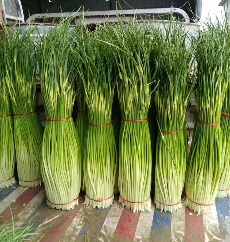 菏泽单县精品蒜薹白帽蒜薹基地直供量大从优欢迎联系