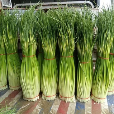 菏泽单县精品蒜薹白帽蒜薹基地直供量大从优欢迎联系