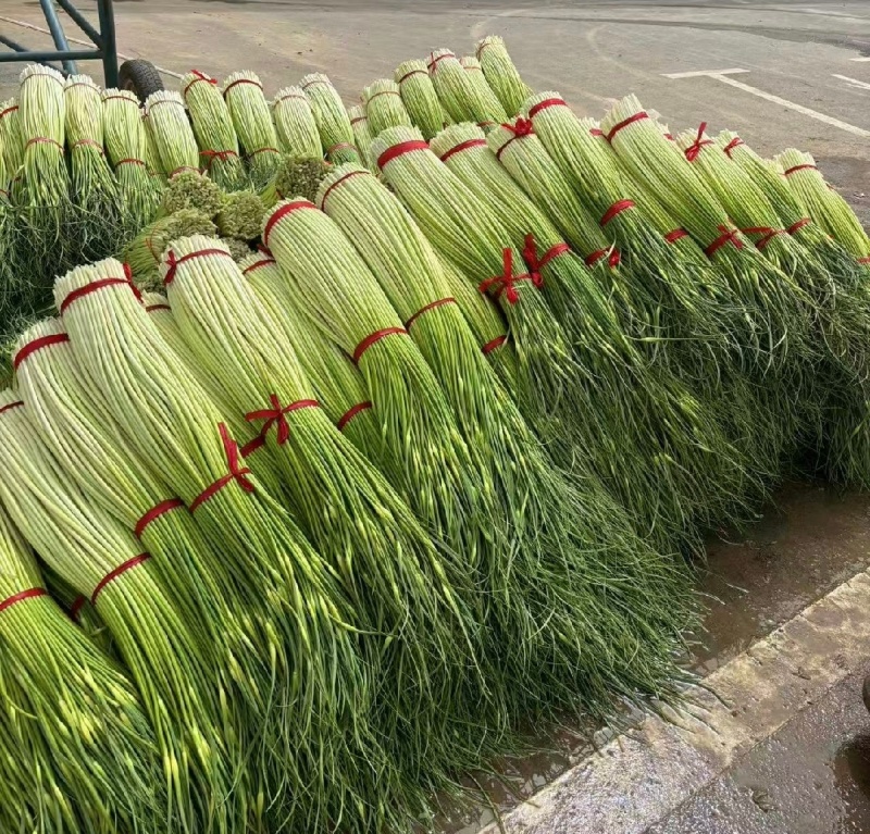 菏泽单县精品蒜薹白帽蒜薹基地直供量大从优欢迎联系
