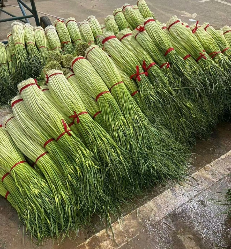 菏泽单县精品蒜薹白帽蒜薹基地直供量大从优欢迎联系