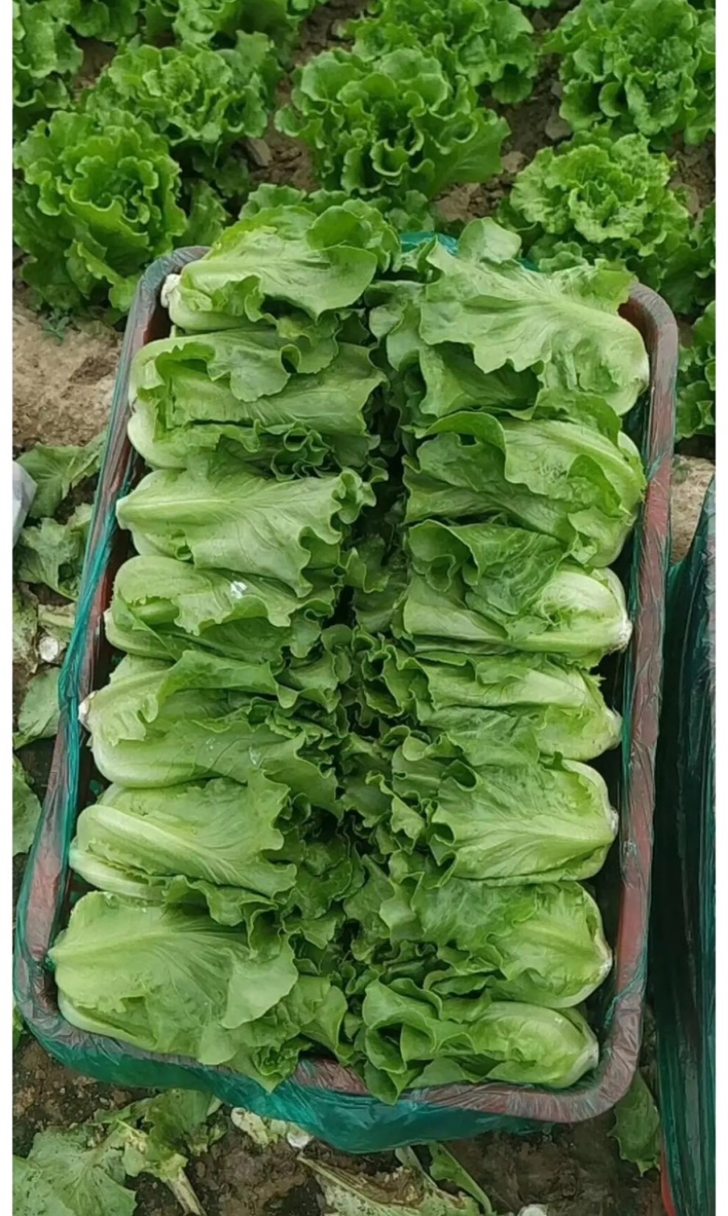 意大利生菜产地直销量大从优对接全国欢迎采购