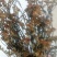 纯野生蕨菜，原生态，传统工艺加工，厂家直销，价格优惠，