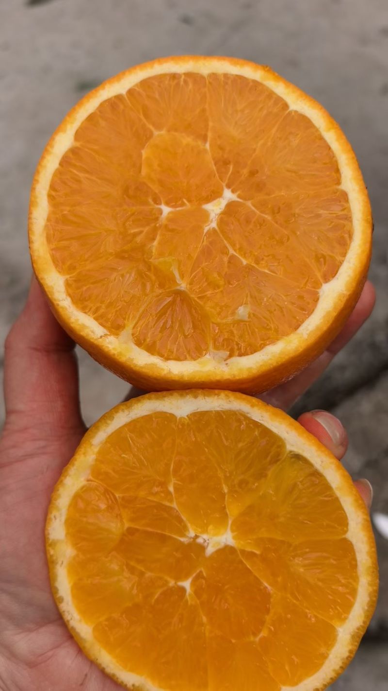 湖北伦晚橙春橙秭归脐橙产地