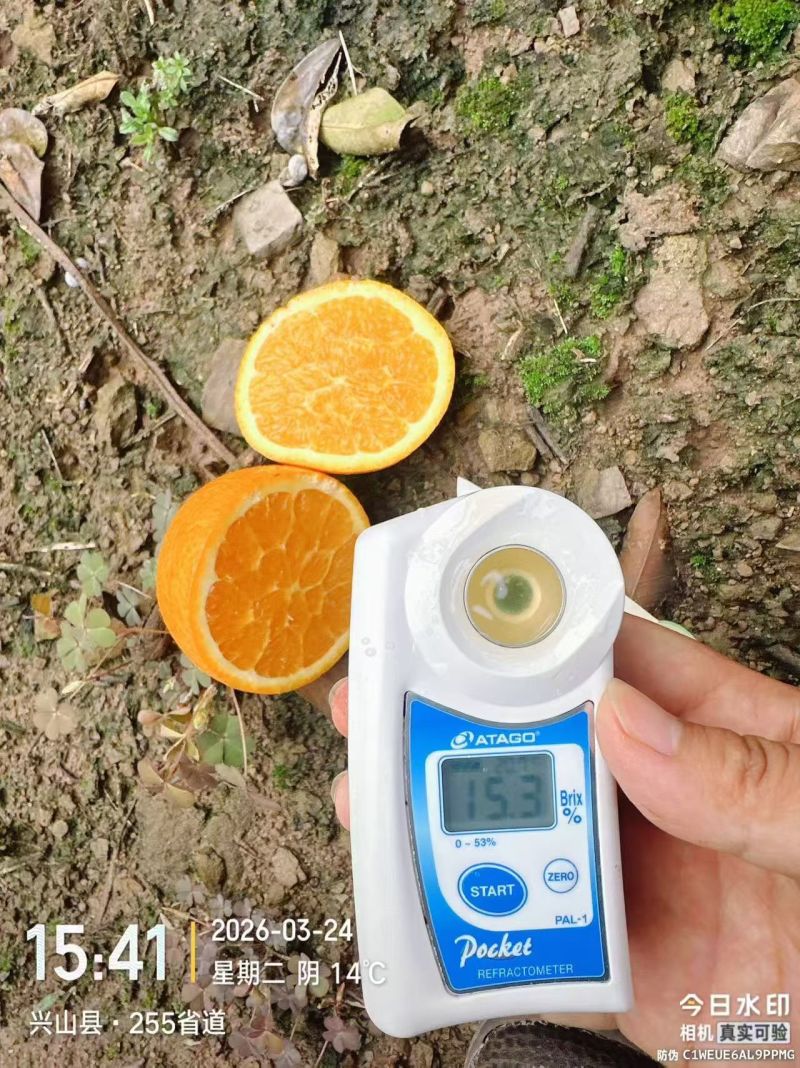 湖北伦晚橙春橙秭归脐橙产地