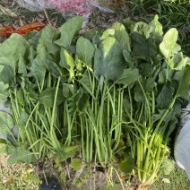 菠菜80亩