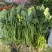 菠菜80亩