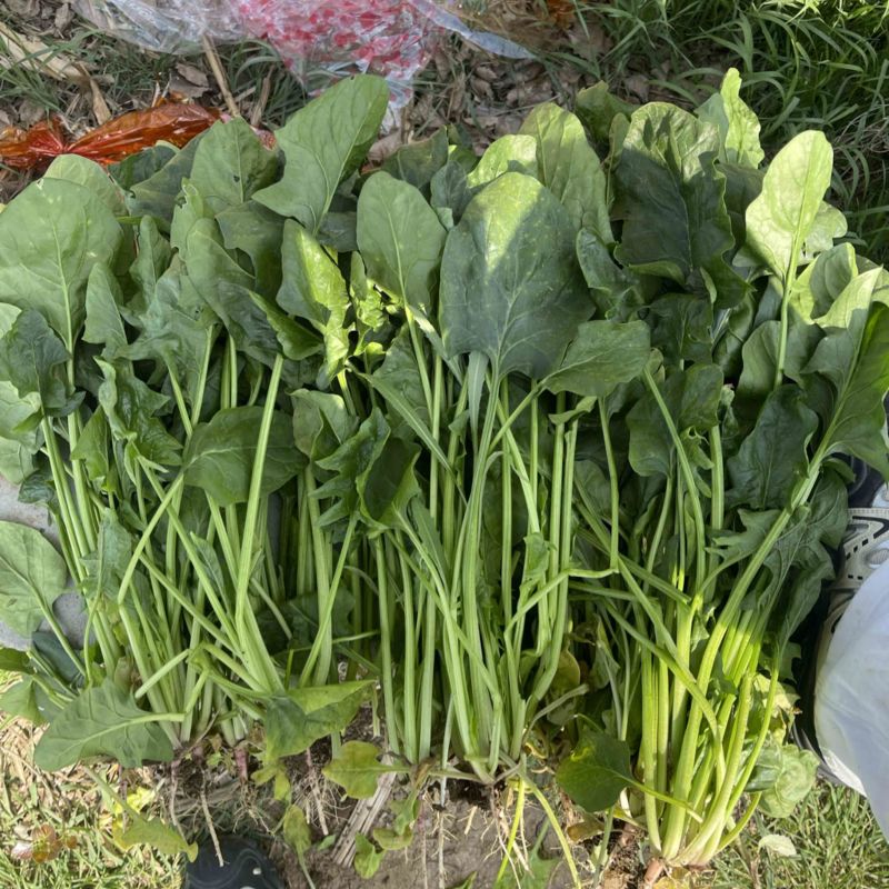 菠菜80亩