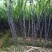 广西农村黑皮甘蔗种苗4~7牙，欢迎咨询联系。