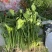 菠菜80亩