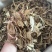当归切片纯干货颜色好产地甘肃直销货源充足
