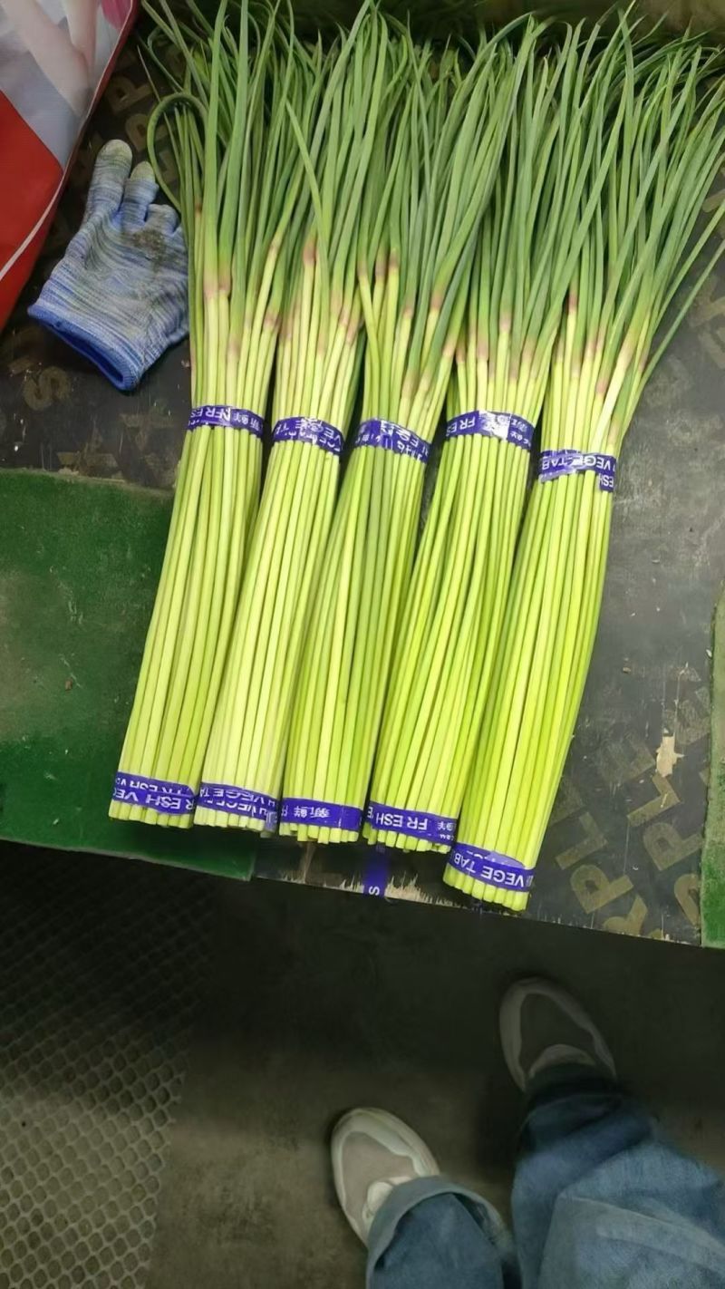 【红帽蒜薹】万亩基地货源充足产地直供量大优惠欢迎选购