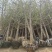 基地大量供应3到60公分银杏树