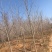 基地大量供应3到60公分银杏树