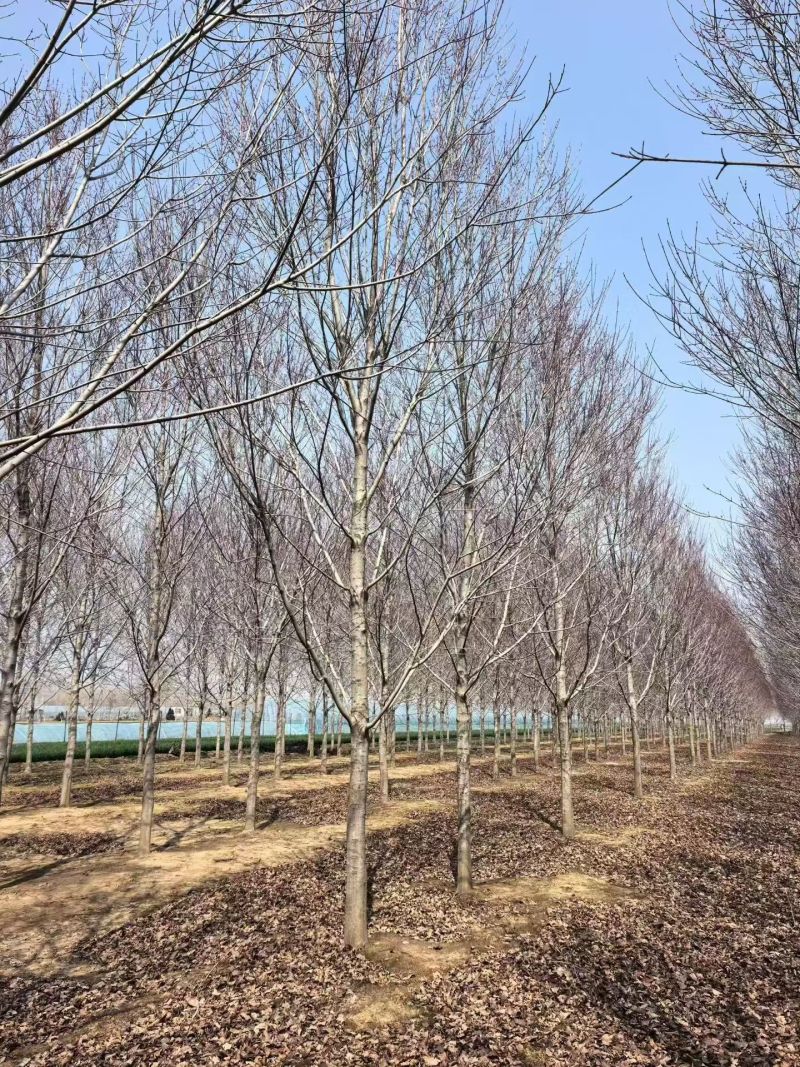 美国红枫10到30公分