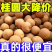 新货带壳桂圆干肉厚壳薄大颗粒龙眼干即食煲汤特产干货整箱批