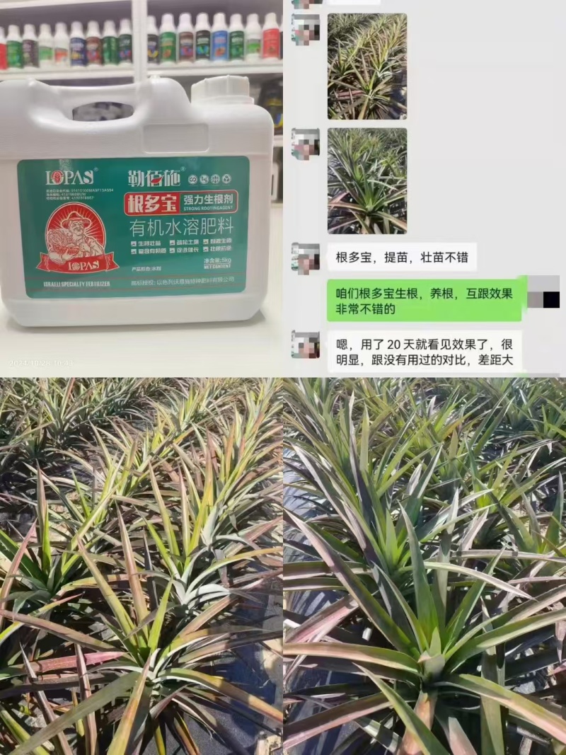 沃易施-根多宝，源头厂家，生根壮苗疏松土壤刺激生根，欢迎
