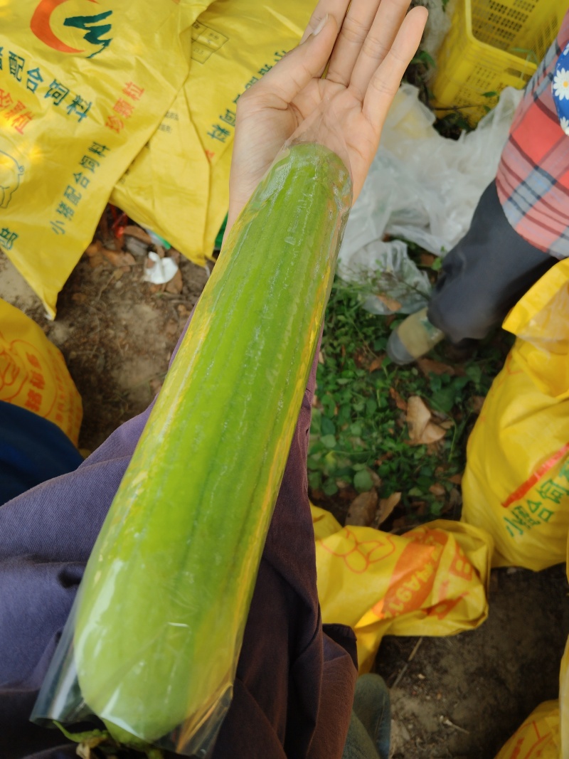 菜瓜