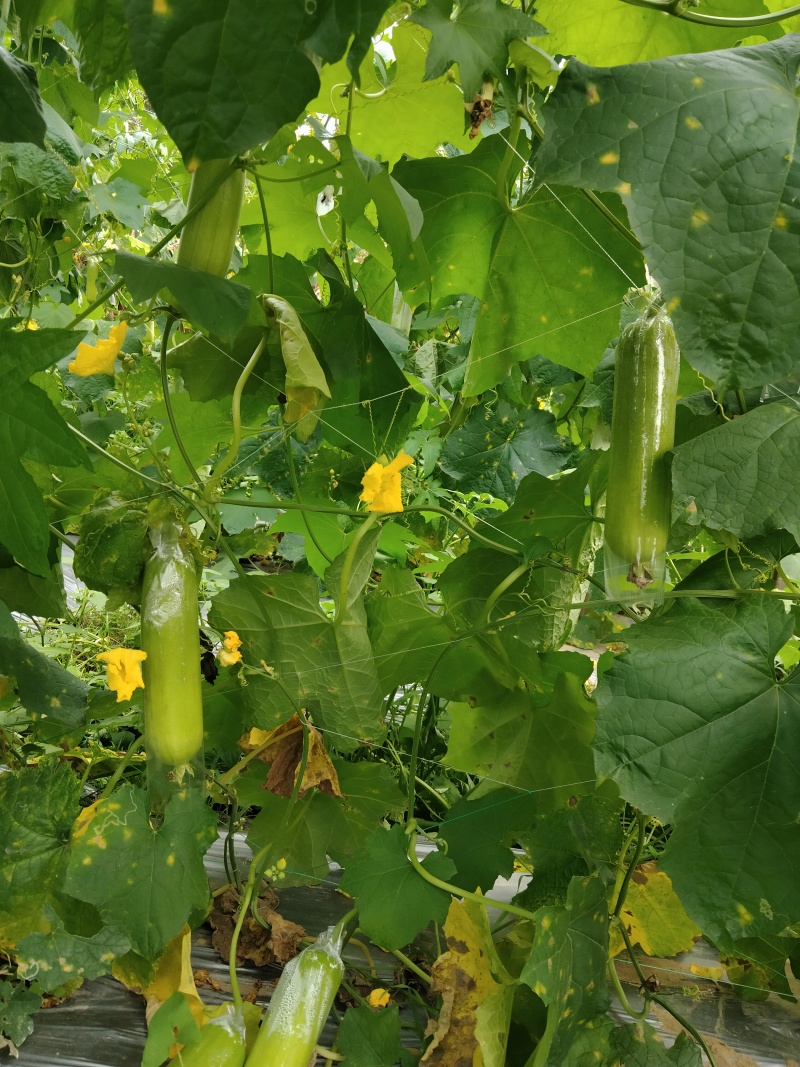 菜瓜